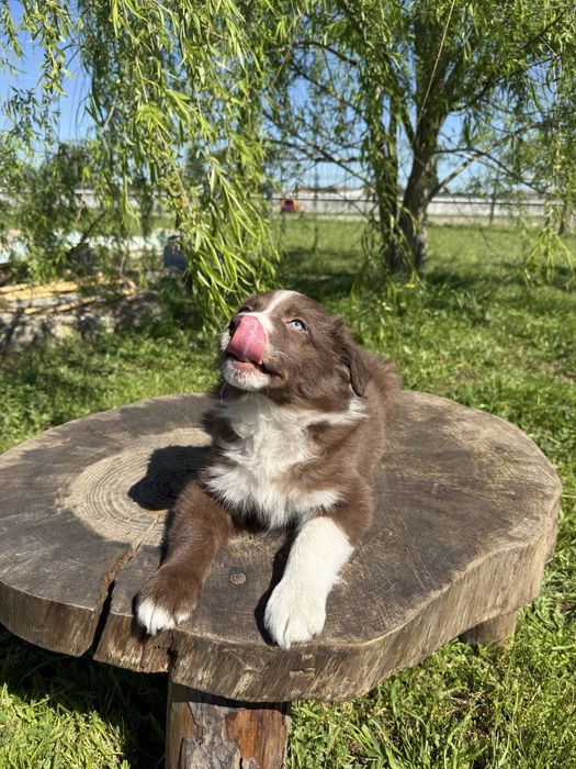 Border Collie Macho Chocolate