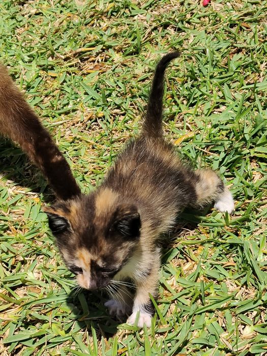 gatinhos para doação responsável