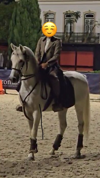 Cavalo cruzado de árabe