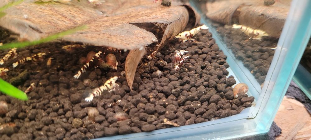 Krewetki galaxy tiger