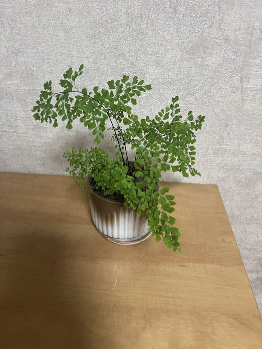 Адіантум вазон//