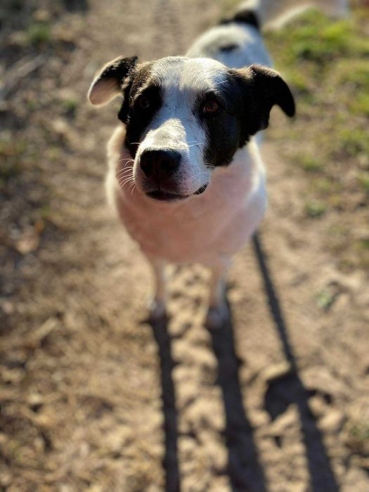 Toniek- wesoły, radosny psiak szuka domu. Do adopcji