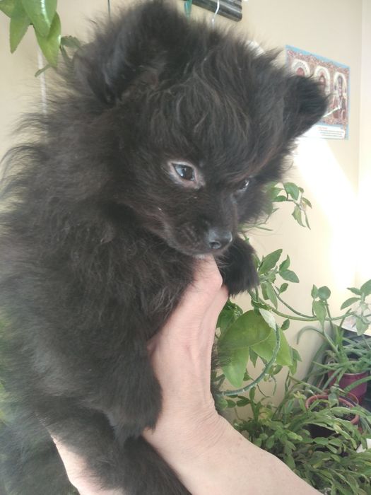 Девочки-шпица красавици