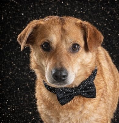 Do adopcji „ Psi Ideał „ Max