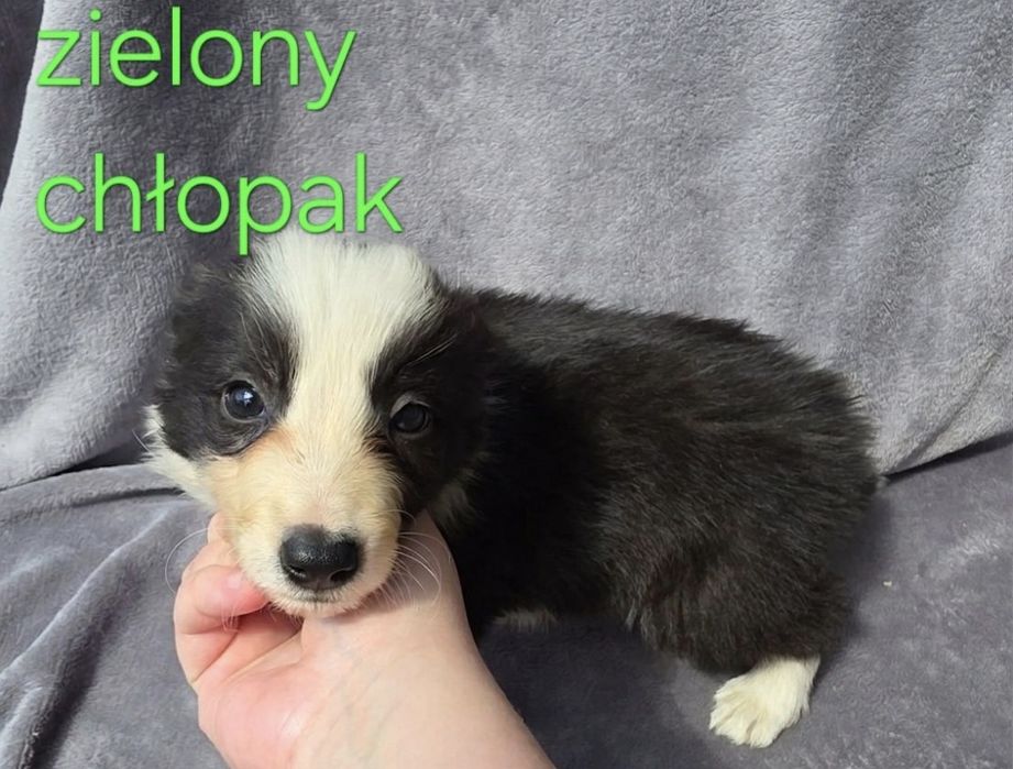 Szczeniak bialo czarny border collie