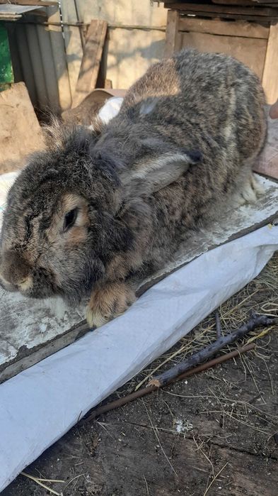 Продам кролів різних порід