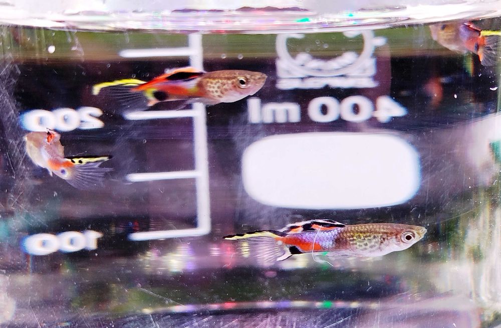 Promoção pack peixes tropicais (Espadas (4) e Guppys endlers(12))