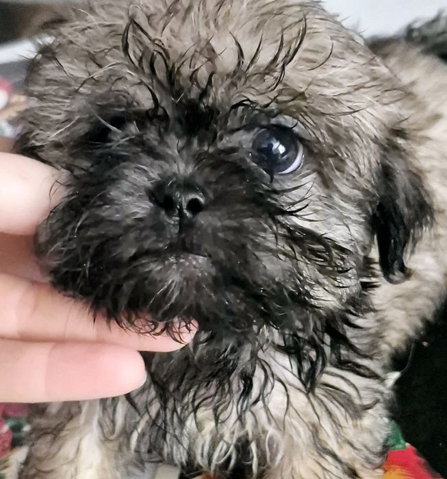 Chlopczyk shih tzu Hipcio szuka domku