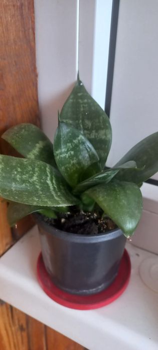 Вазони різні-лимон,традесканція,алоє,40грн