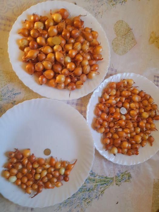 Продам ЛУК СЕВОК Отменного качества !!!