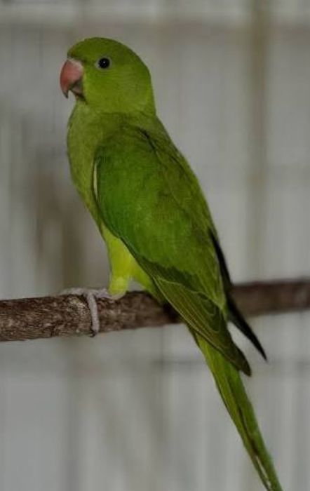 Ring Neck fêmea verde