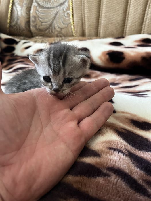 Кошенята шотландські