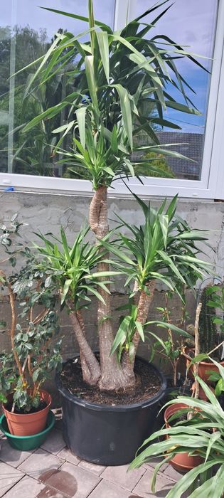 Велика доросла Юка (2.1м та 2,8м)