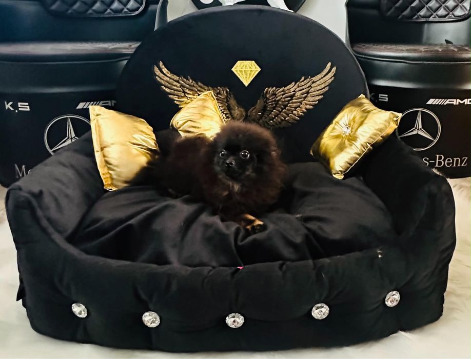 Szpic miniaturowy pomeranian piesek