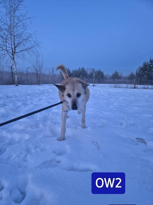 Timon szuka pilnie domu!!!