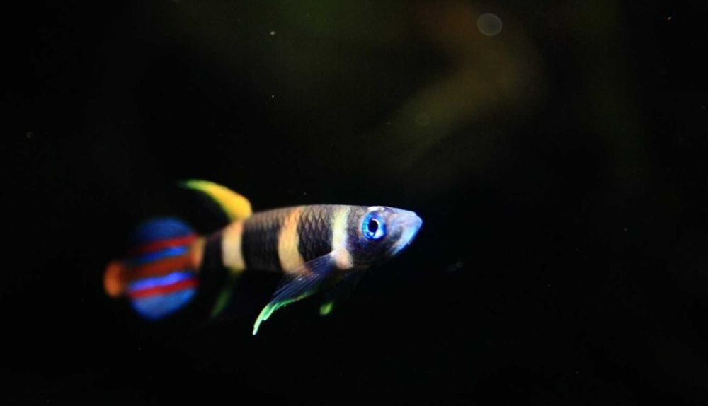 Szczupieńczyk karłowaty - Epiplatys annulatus - dowóz, wysyłka