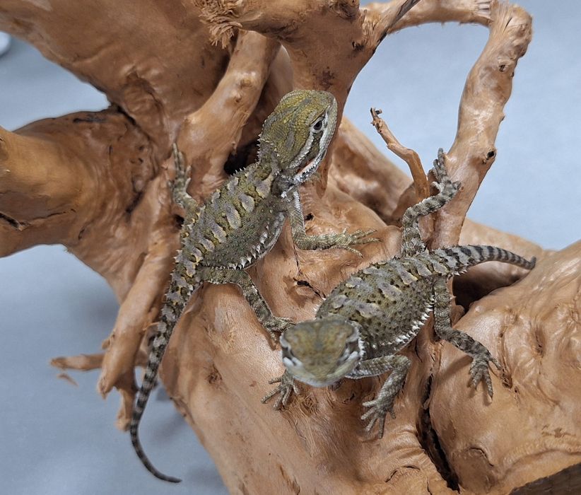 Agama brodata młoda Wołomin