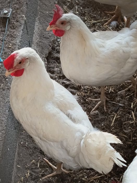 Ovos galado legorne, Sussex light, Brahma red pyle e Brahma buff