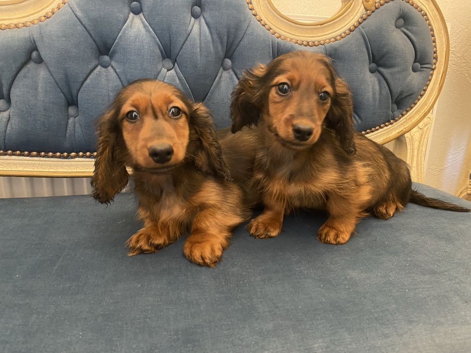 Jamnik długowłosy miniaturowy piesek