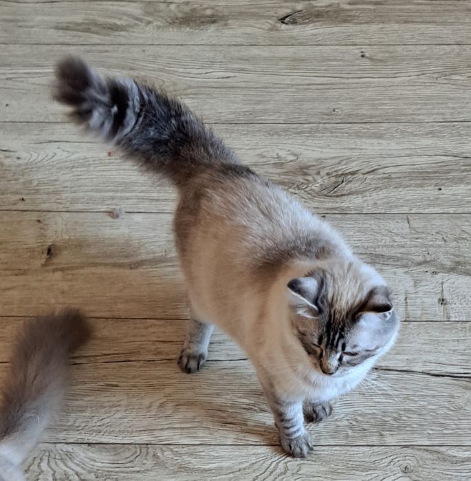 Kotka rasy Ragdoll