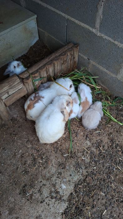 Coelhos Anões Raça Belier Puros
