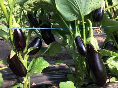 Насіння баклажану КАЗИМІР F1 KAZIMIR (HMC 1404) F1 Семена Баклажана
