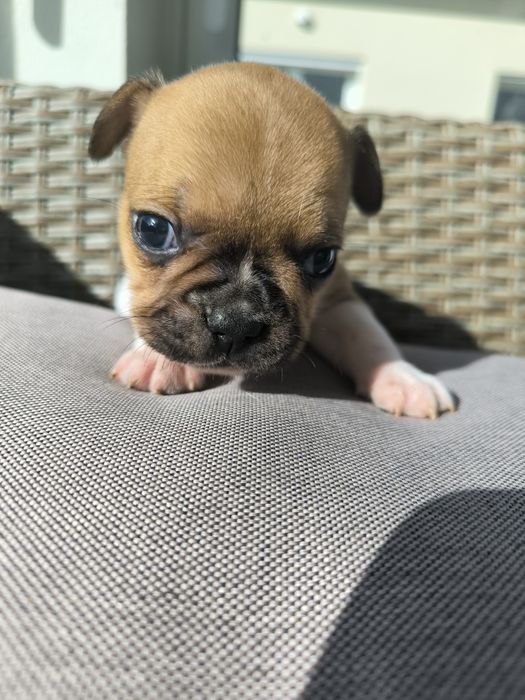 Buldogue Francês Red Pied Fawn - Macho
