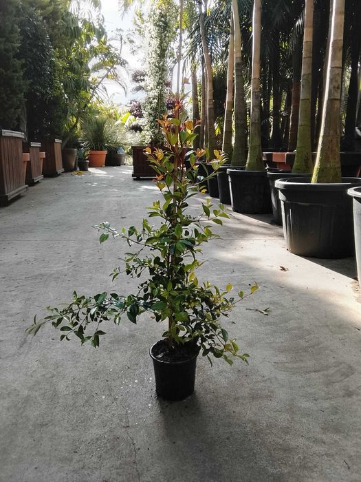 Eugênia Myrtifolia Newport - 70/80cm