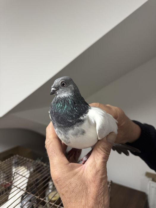 Budapeszty Konczate Gołąb Gołębie Ostatnia Samica