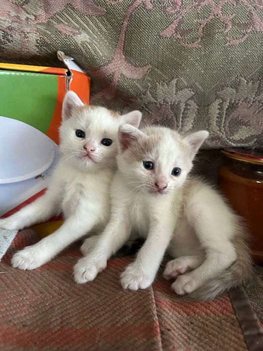 Віддамо кошенят у добрі руки!
