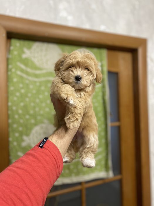 Мальтіпу (мальтипу) найгарніші цуценятка