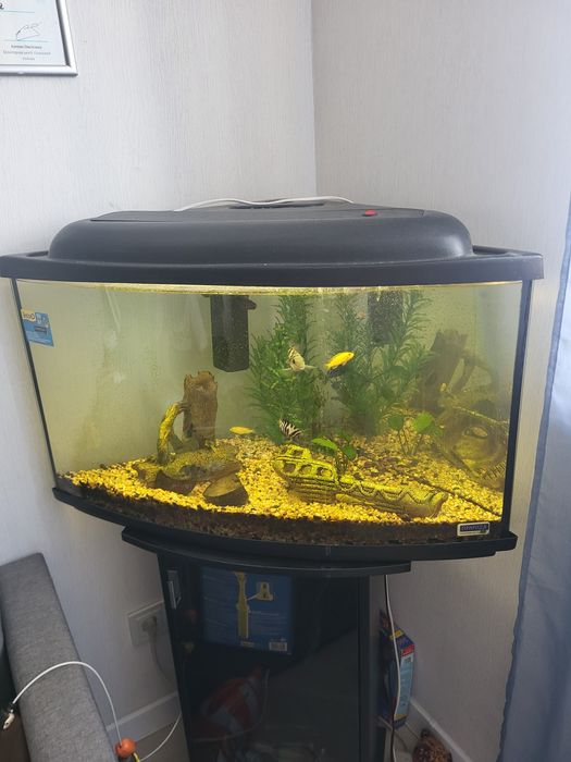 Акваріум з рибками