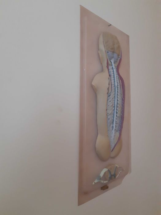 Навчальна та наглядна біологія з листового пластику. Барельєф 1.СРСР.