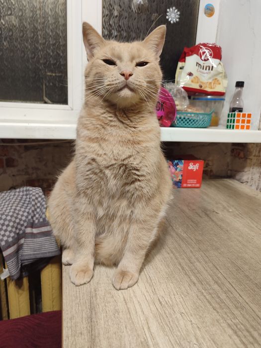 Продам котика рыжий