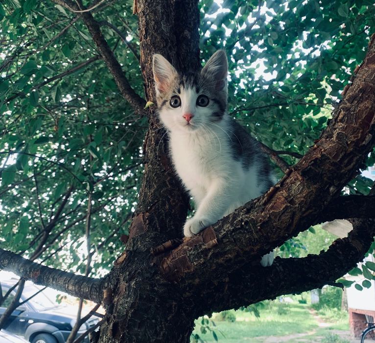 кошенята маленькі