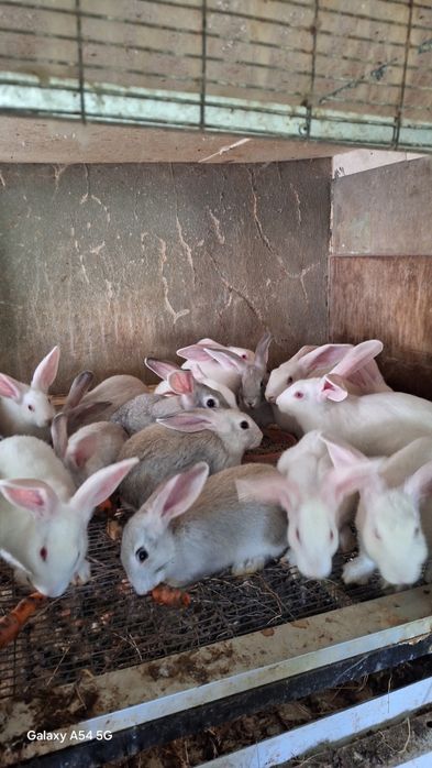 Coelhos  protos para mudar  de dono