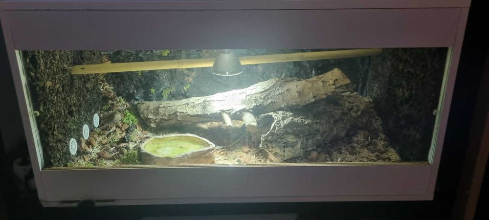 Terrarium duże z wężem zbożowym
