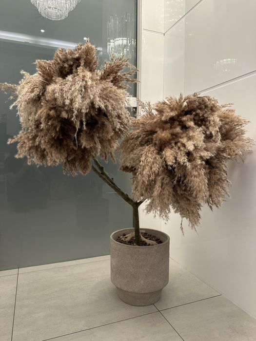 Drzewko dekoracyjne, pampas