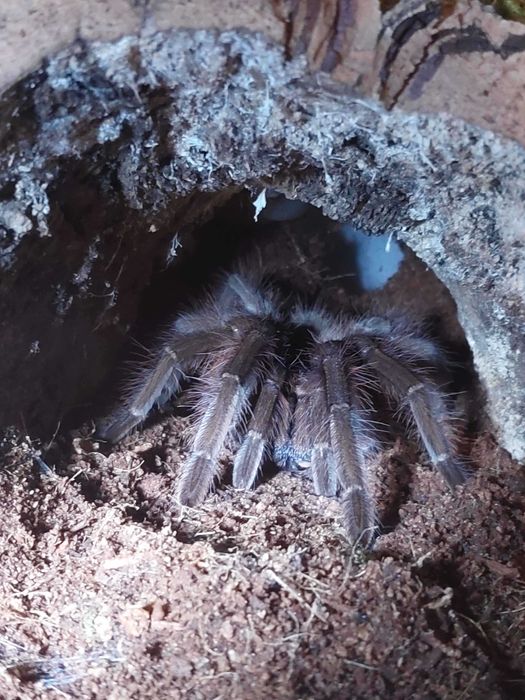 Ptasznik Pająk Theraphosa apophysis samica z terraraium