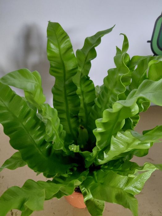 Asplenium "crispy wave" paproć gniazdowa  WYSYŁKA