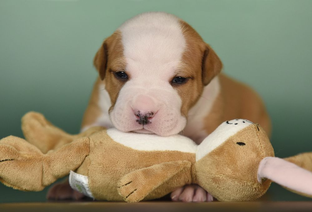 Дівчинка амстафф