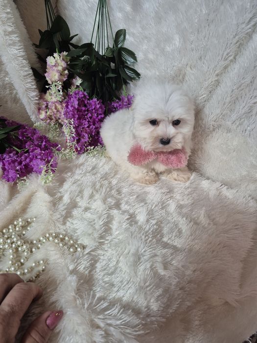 Bichon Maltês Fêmea  Criadora Registada PT3088FL