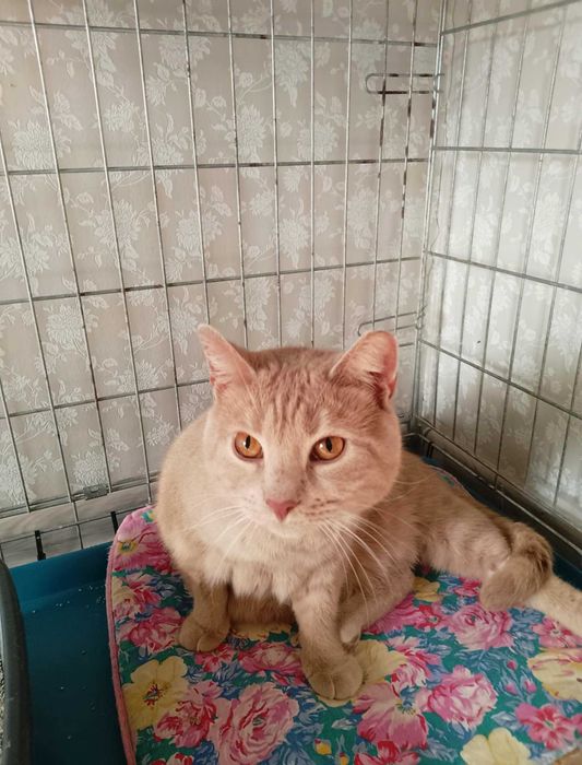 Santiago biszkoptowy kocurek o bursztynowych oczach PILNIE dom