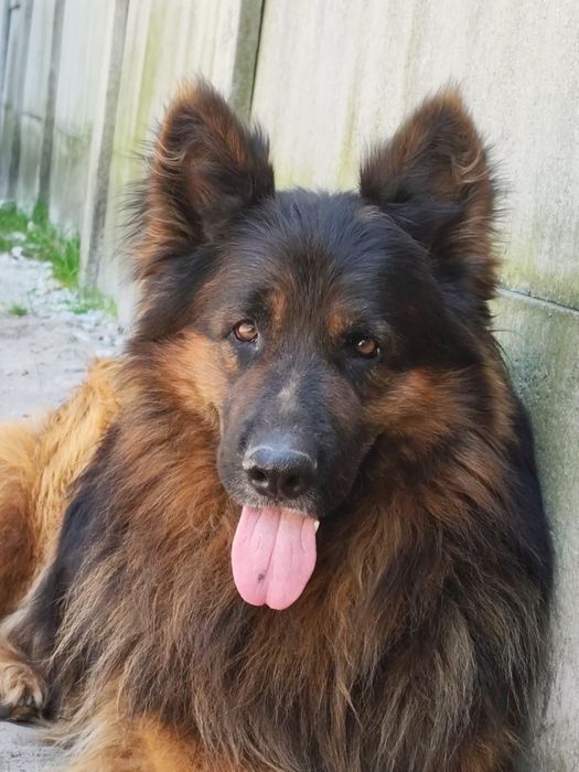 Cudowny pies szuka domu