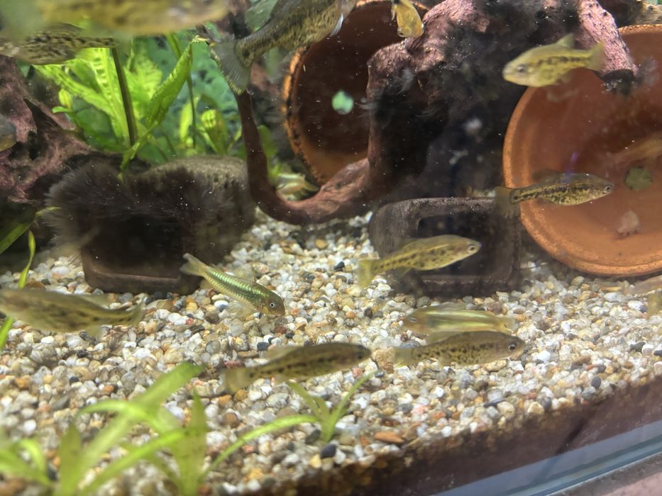Chapalichthys  pardalis