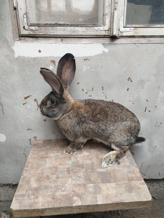 Продам Кролі гібриди