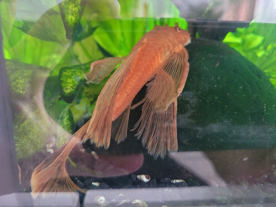 Zbrojnik/Glonojad Super Red Weloniasty