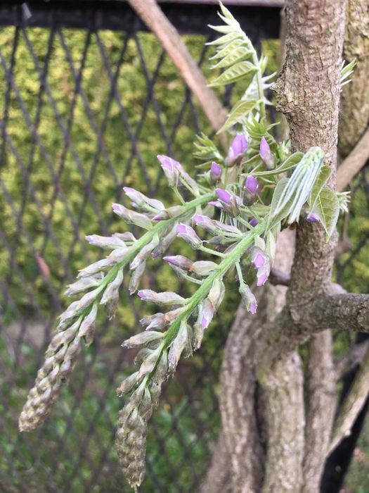 Wisteria kwitnaca