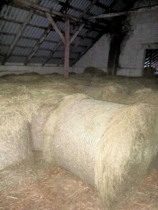 Sprzedam trawę gorzowską , lucernę , siano,słomę oraz zboże.