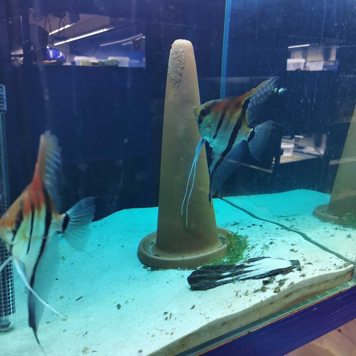 Skalar Manacapuru Oryginał - 4-5 cm - Nasza Hodowla Sklep Altum